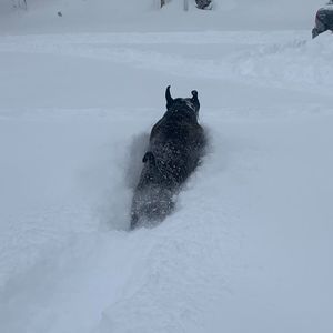 Meet your Posher, Leslie